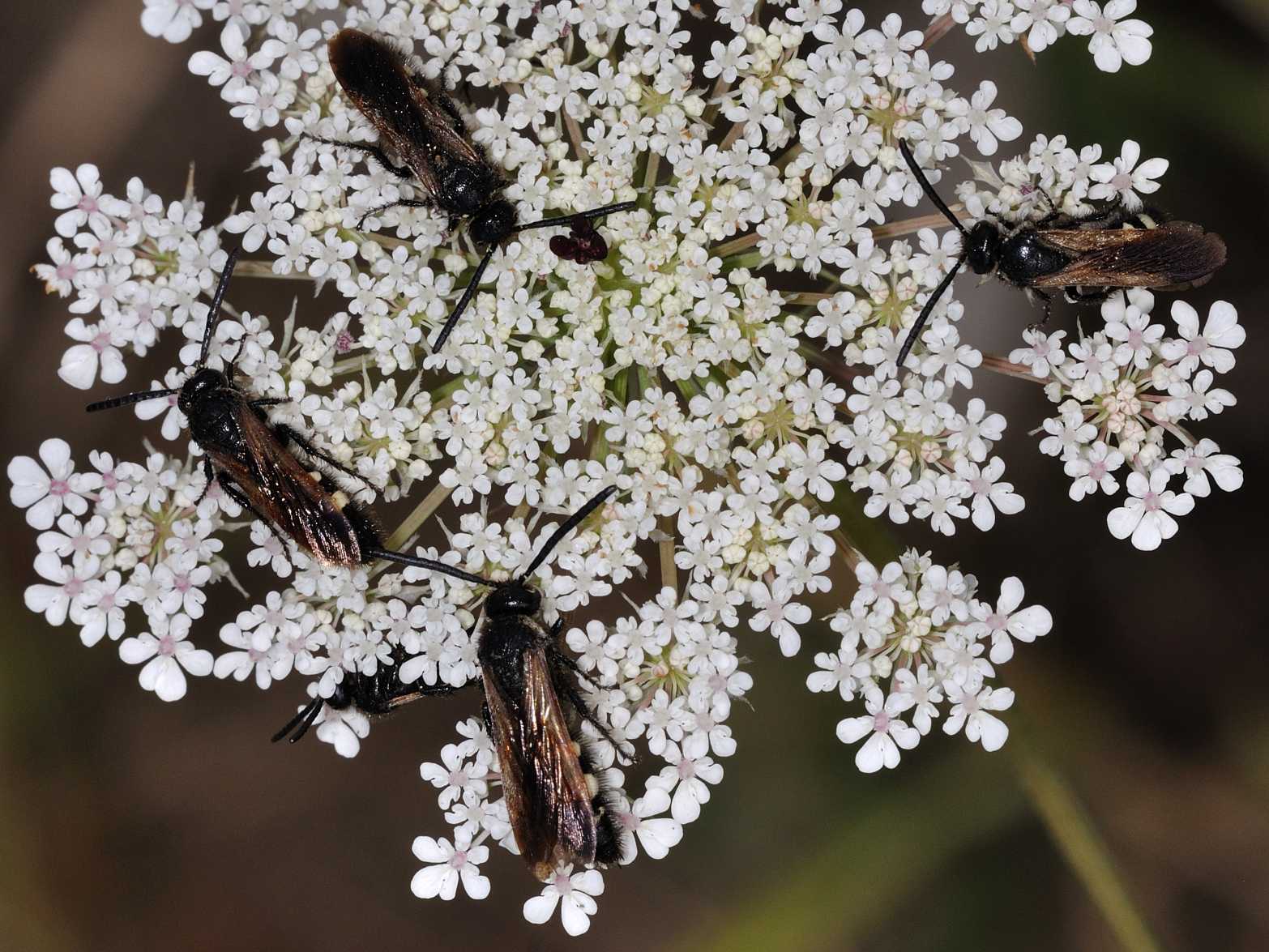 Scolia sexmaculata